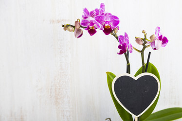 Similar image 13204772