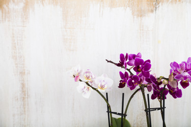 Similar image 13204787