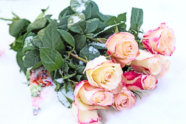 Similar image 13231515