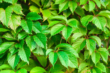 Similar image 13203927