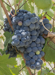 Similar image 13237689