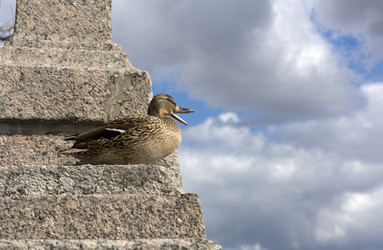 Similar image 13242264