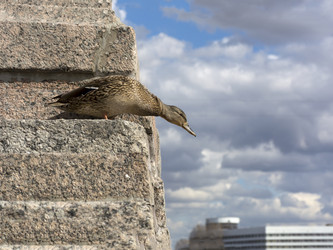 Similar image 13242266