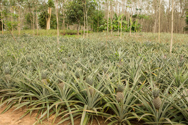 Similar image 13192485