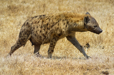 Similar image 13200202