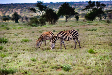 Similar image 13200206