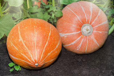 Similar image 13199880