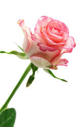 Similar image 13192970