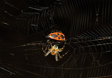 Similar image 13193096