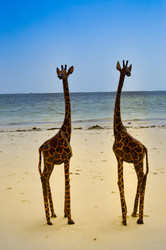 Similar image 13209504