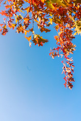 Similar image 13216236