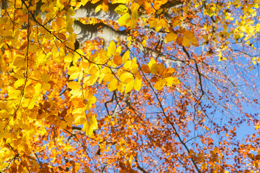 Similar image 13216348