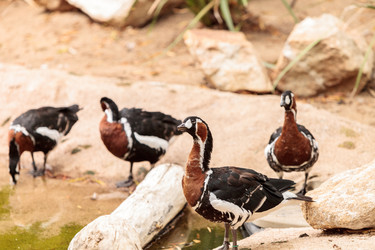 Similar image 13231946