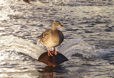 Similar image 13224005