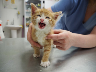 Similar image 13221616