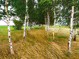 Similar image 13194570