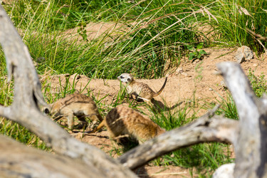 Similar image 13216840