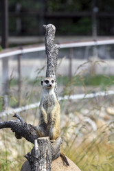 Similar image 13216841