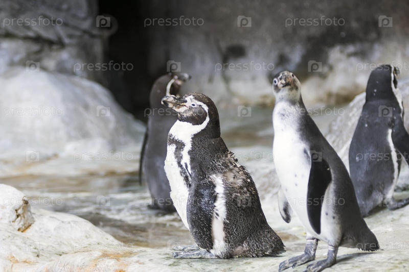 a biography of the penguin sphenisciformes a fascination to numerous people including scientists and a biography of the penguin sphenisciformes a fascination to numerous people including scientists and