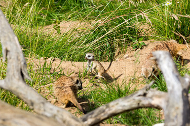 Similar image 13216651