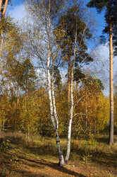 Similar image 13202145