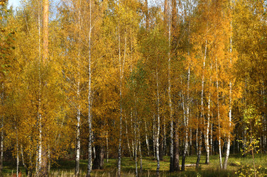 Similar image 13202165