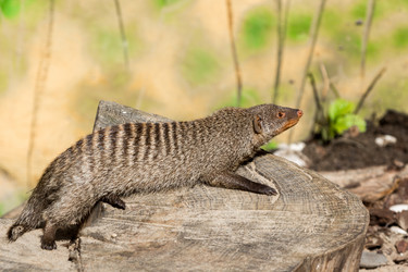 Similar image 13211307