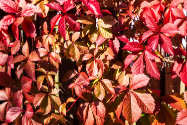 Similar image 13216381