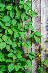 Similar image 13241716