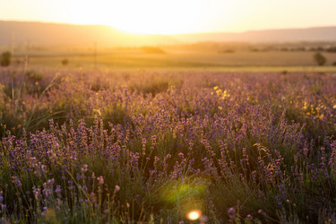 Similar image 13253976