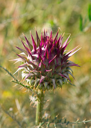 Similar image 13278386