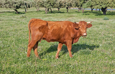 Similar image 13278637