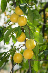 Similar image 13264816