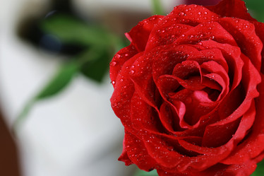 Similar image 13275853