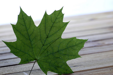 Similar image 13274649