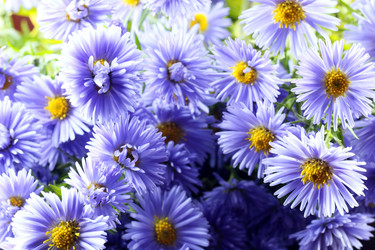 Similar image 13274764