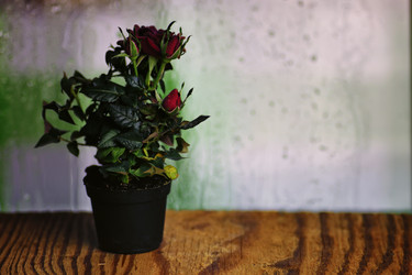 Similar image 13278036