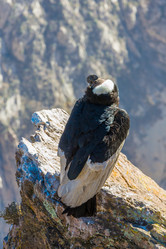 Similar image 13246429