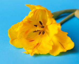 Similar image 13243279