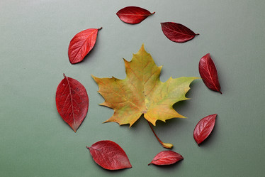 Similar image 13274779