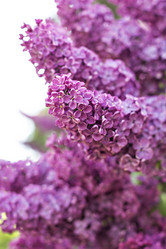 Similar image 13284845