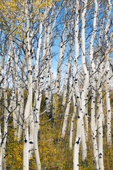 Similar image 13258806