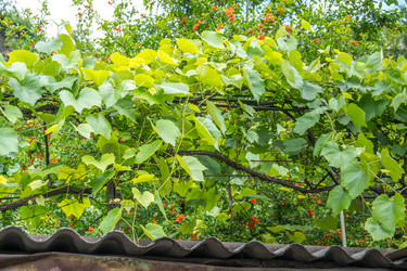 Similar image 13278840