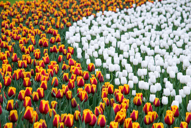 Similar image 13288686