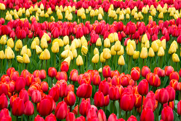 Similar image 13264594