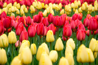 Similar image 13264596