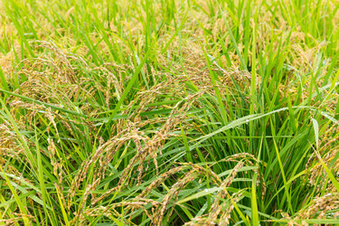 Similar image 13246253