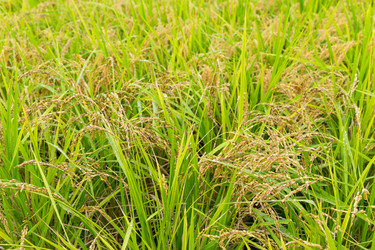 Similar image 13246254