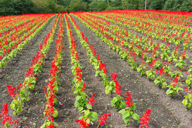 Similar image 13246705