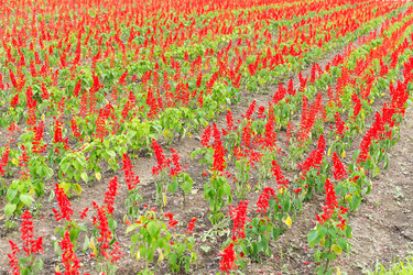 Similar image 13248216